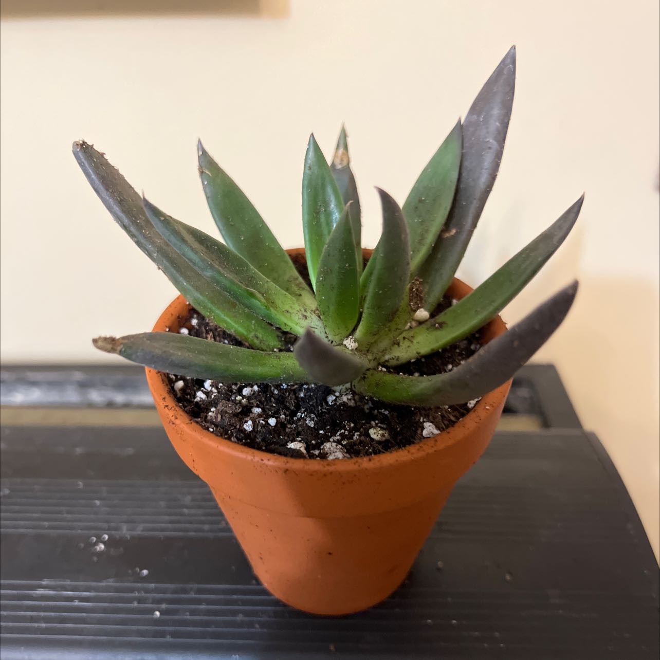 Echeveria 'Black Knight' succulent in a terracotta pot, healthy with dark pointed leaves.