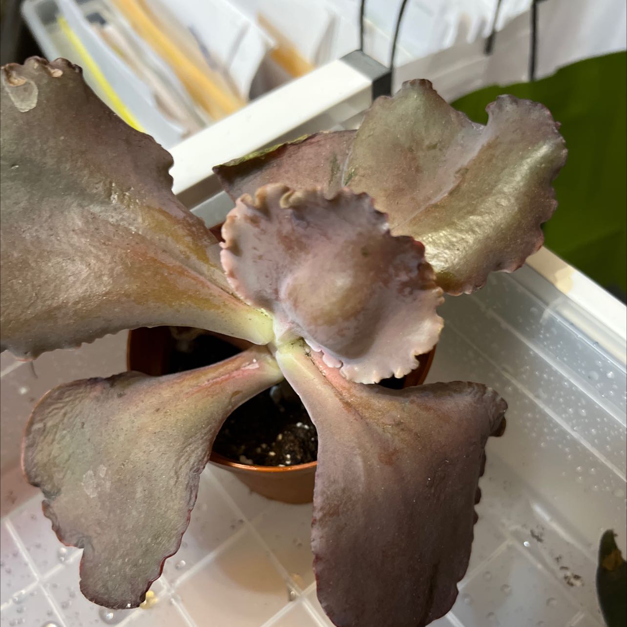 Photo of the plant species Echeveria Bittersweet by @AdmiredPepper named Ulysses S Plant on Greg, the plant care app