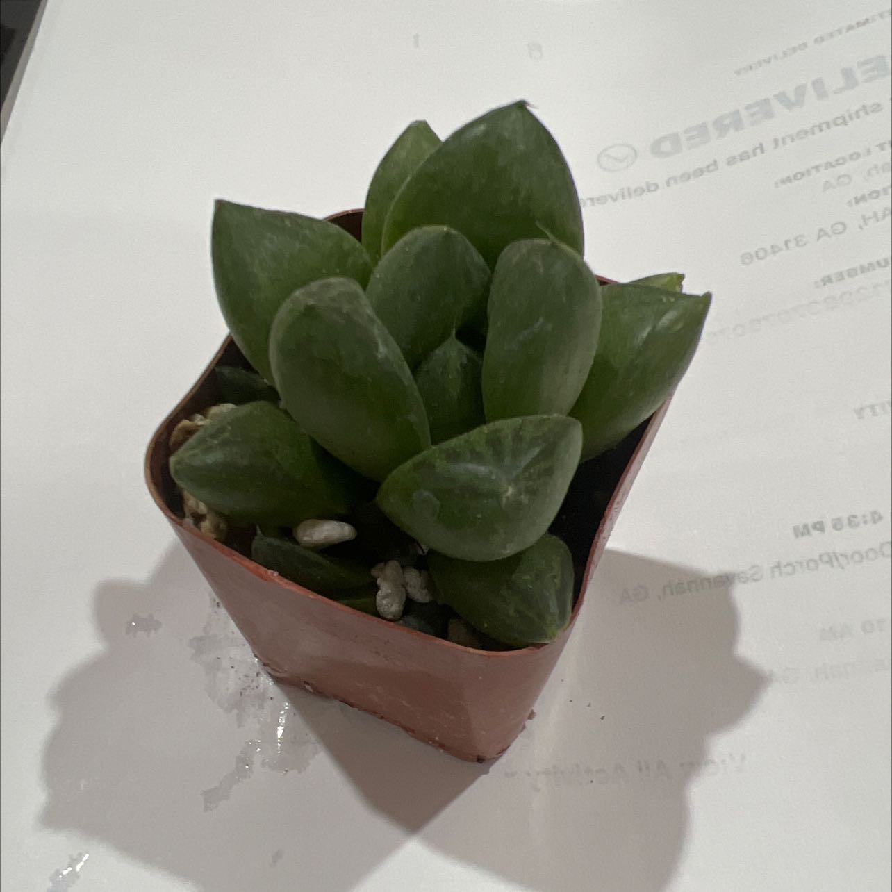 Crassula 'Moonglow' plant in a small pot, healthy green leaves.