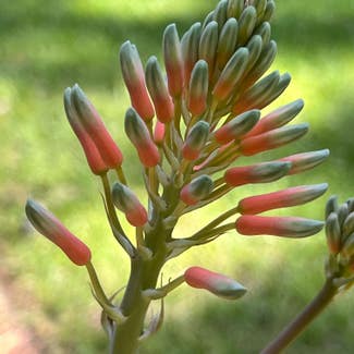 Broad-Leaved Aloe plant in Savannah, Georgia