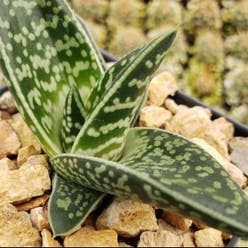 Aloe 'Tiki Zilla' plant