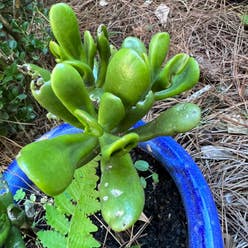 Gollum Jade plant