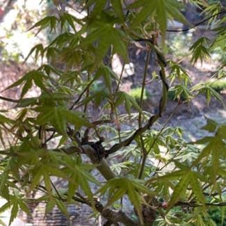 Japanese Maple plant in Savannah, Georgia