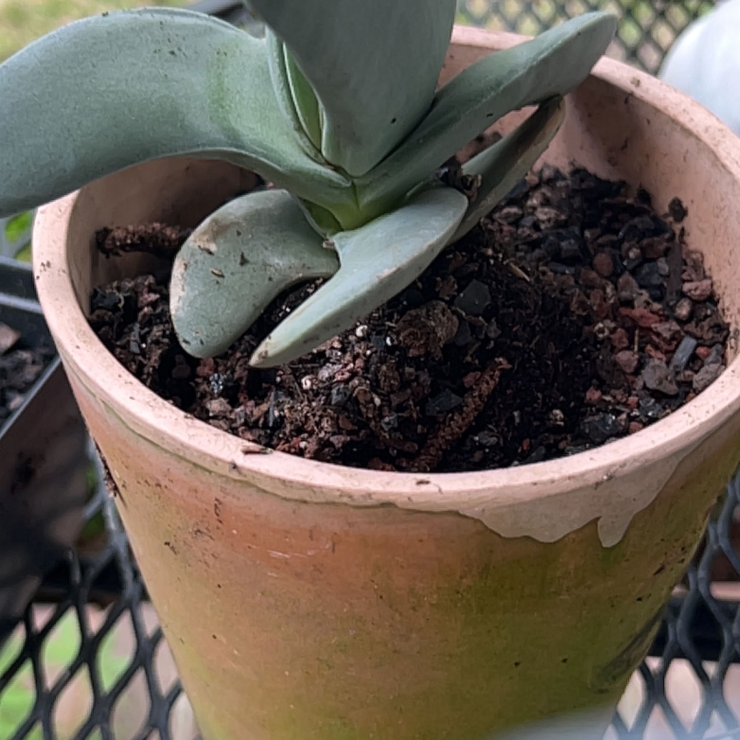 Photo of the plant species Sickle Plant by @AdmiredPepper named Gregarious on Greg, the plant care app