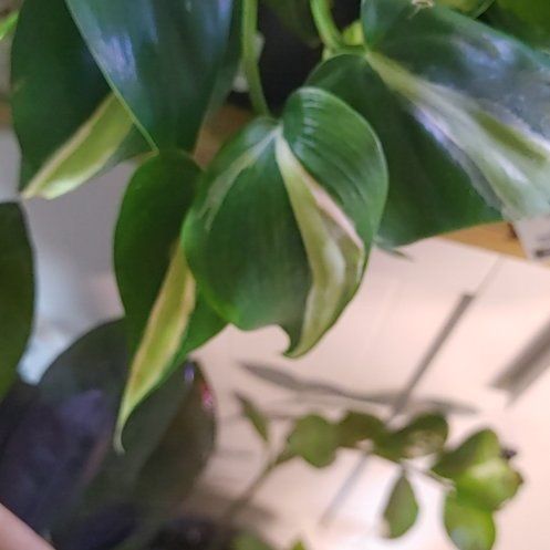 Photo of the plant species philodendron silver stripe by @HandyFlamelily named Orlando Bloom on Greg, the plant care app