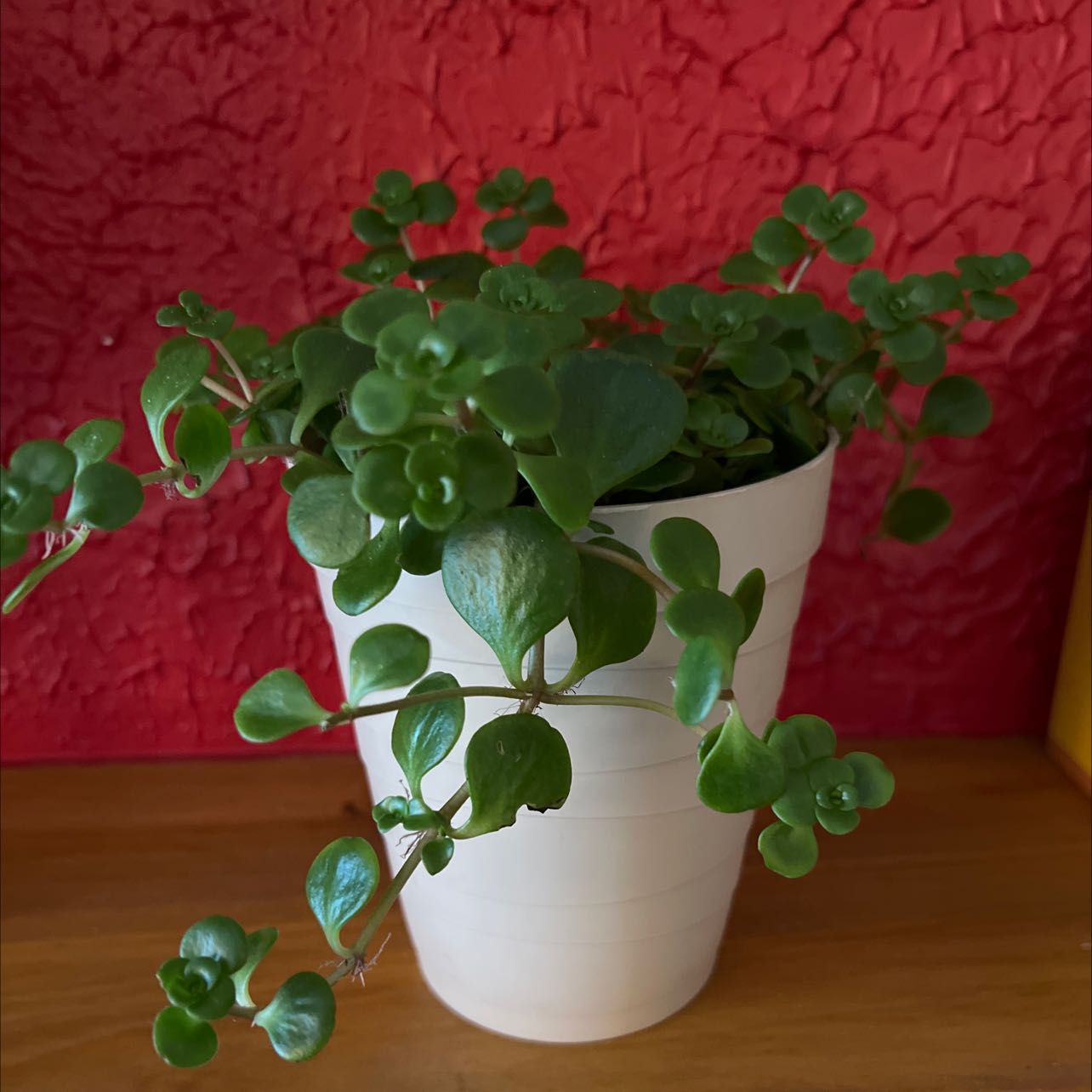Potted Fairy Crassula plant with small, rounded green leaves against a red textured wall.
