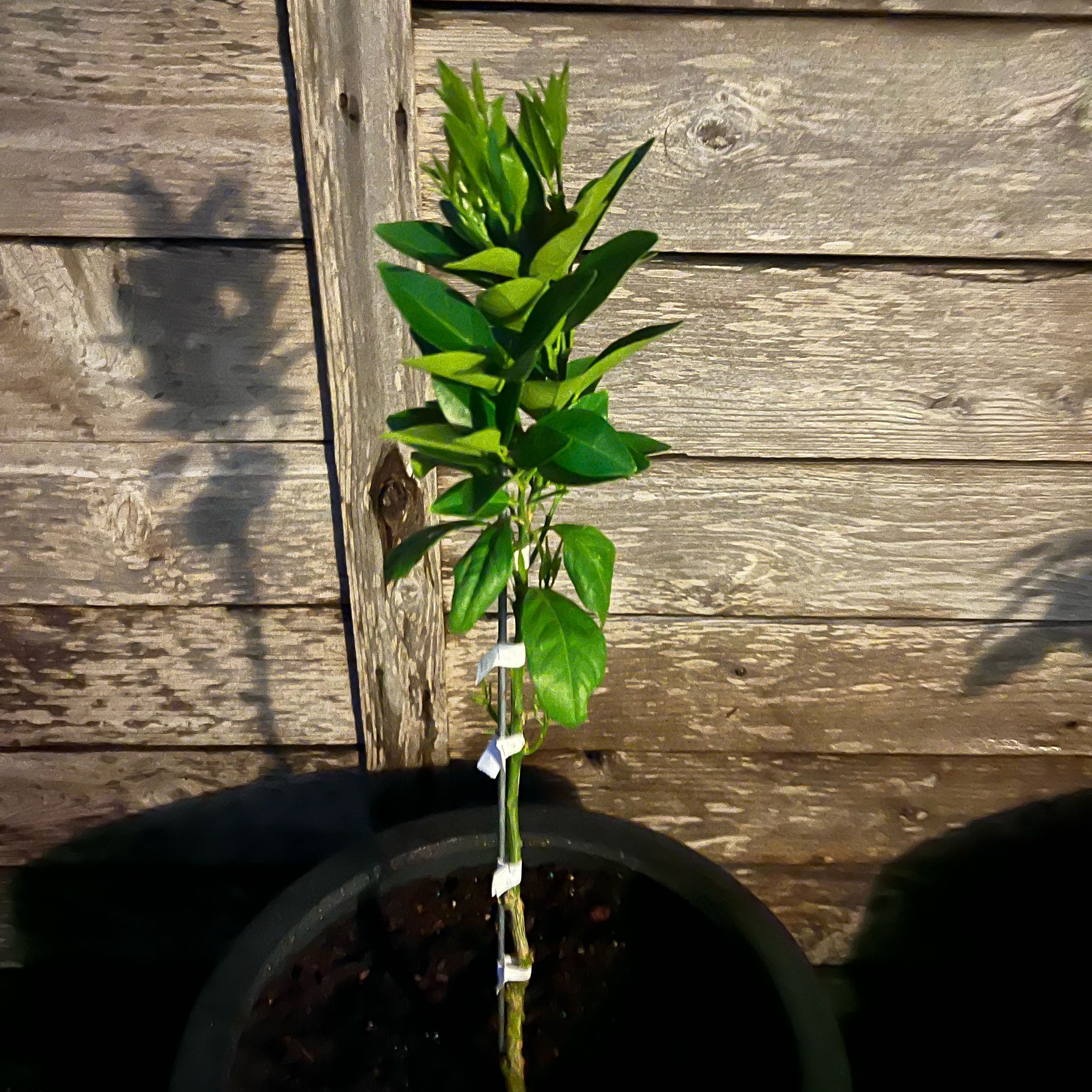 Photo of the plant species Blood Orange by @AleksD named Naranjita. on Greg, the plant care app