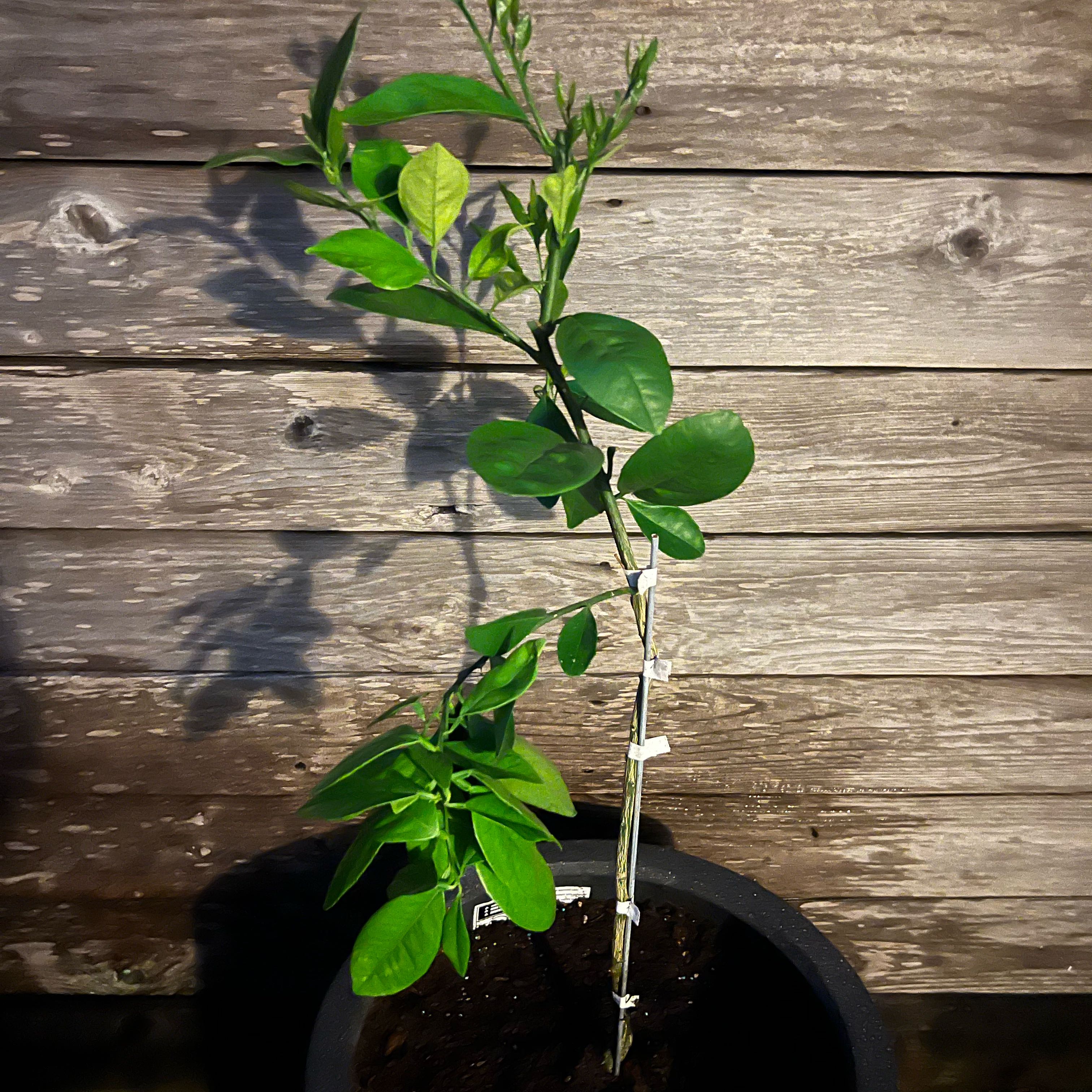 Photo of the plant species Orange Vallesia by @AleksD named Naranjota. on Greg, the plant care app