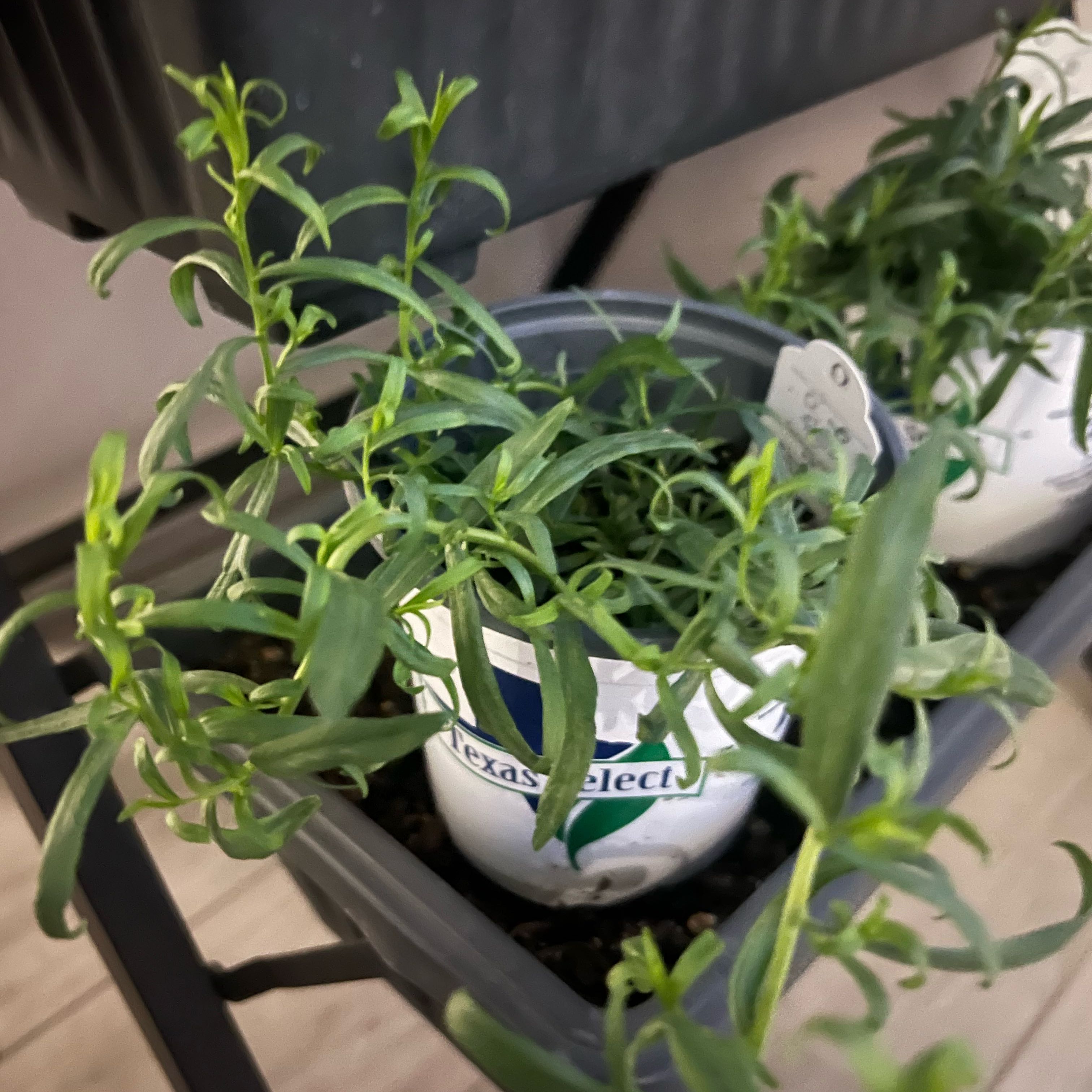 Photo of the plant species French Tarragon by @AleksD named Tarry on Greg, the plant care app