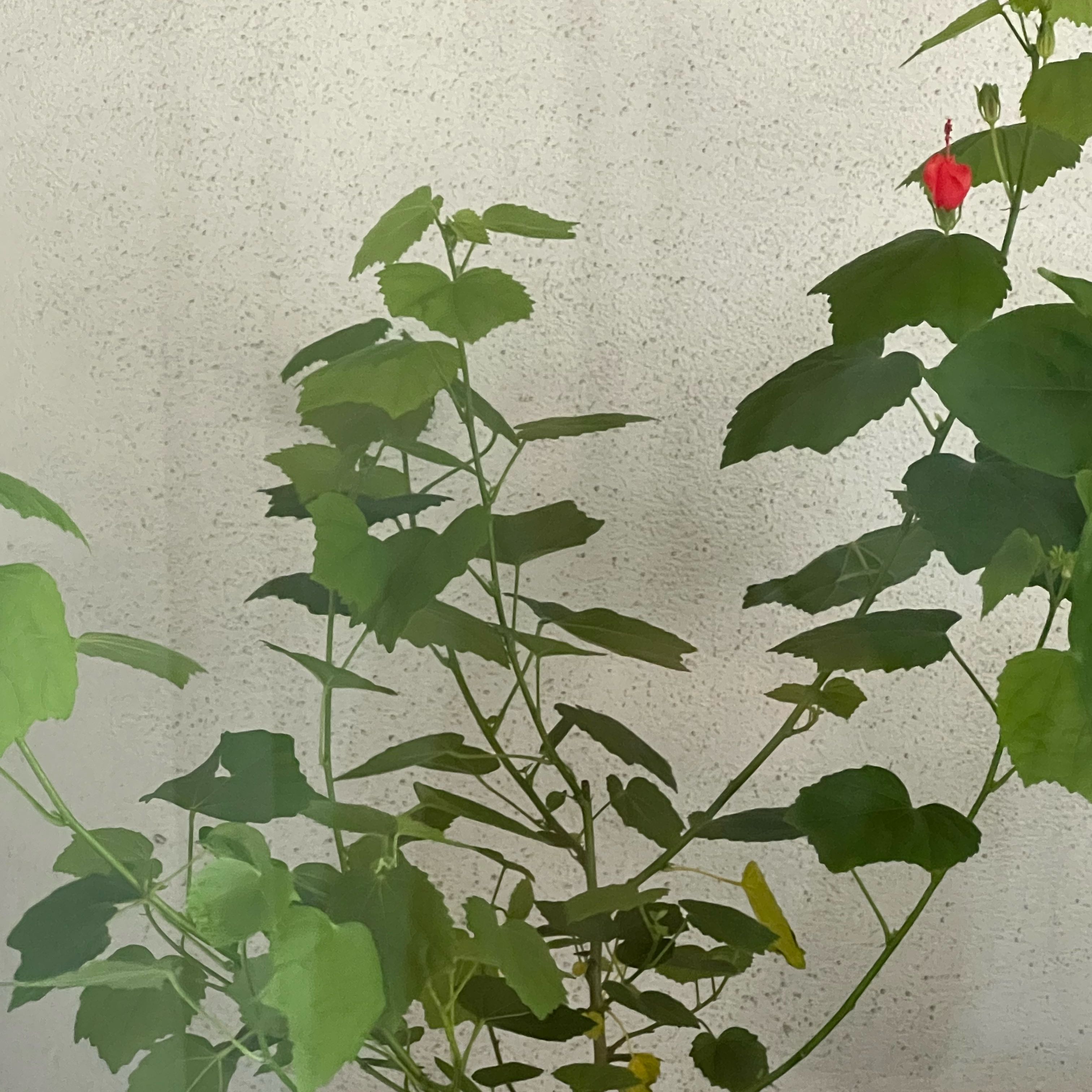 Photo of the plant species Turk's Cap by @AleksD named El Turko on Greg, the plant care app