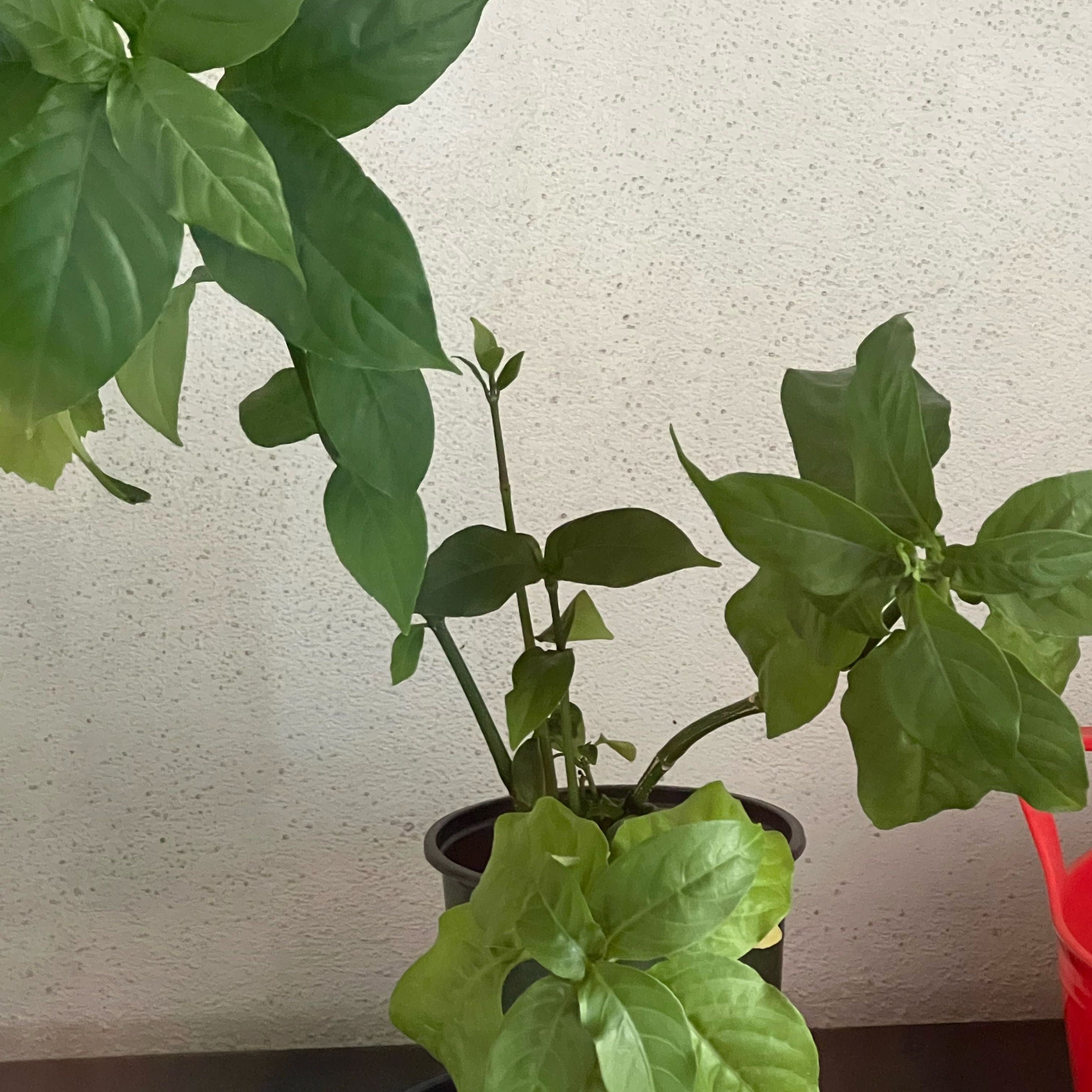 Photo of the plant species Fire Spike by @AleksD named El Fuego on Greg, the plant care app