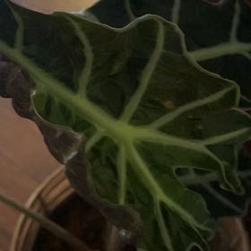 Photo of the plant species Italian Arum by @CreativeGuasca named Mando on Greg, the plant care app