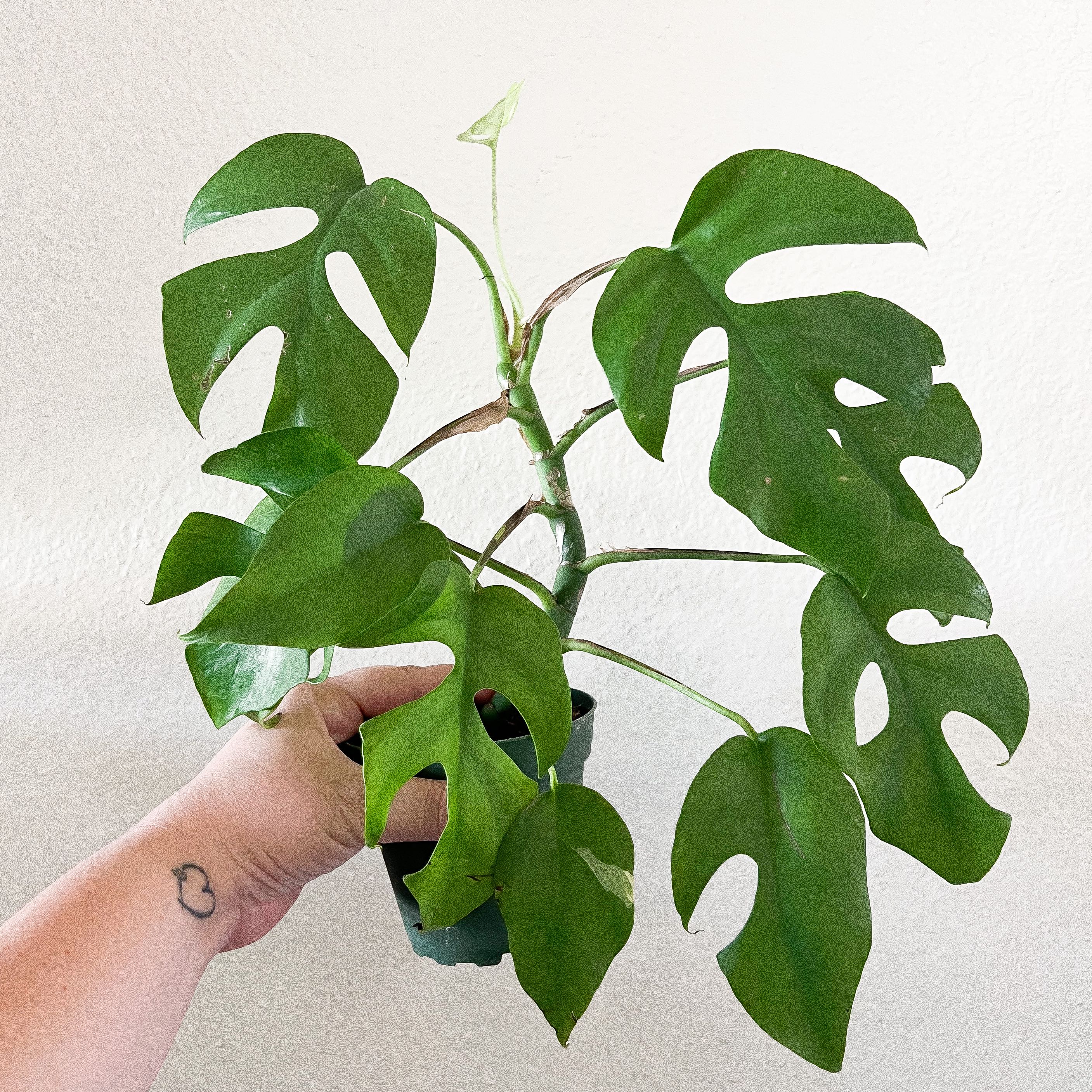 Photo of the plant species Mini Monstera by @Propagatedperf named Minnie on Greg, the plant care app