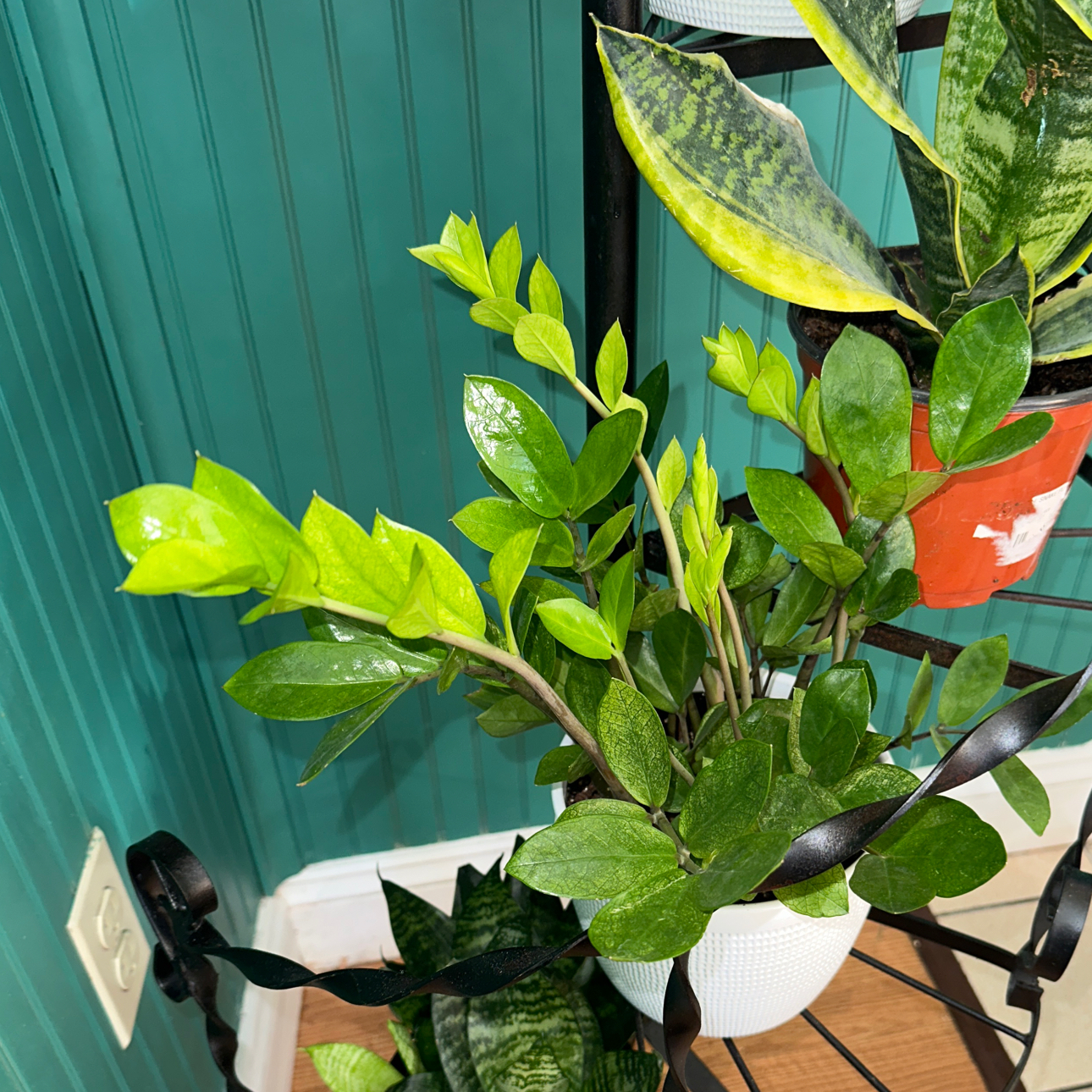 Chameleon ZZ Plant with vibrant green leaves in a white pot, well-framed and healthy.