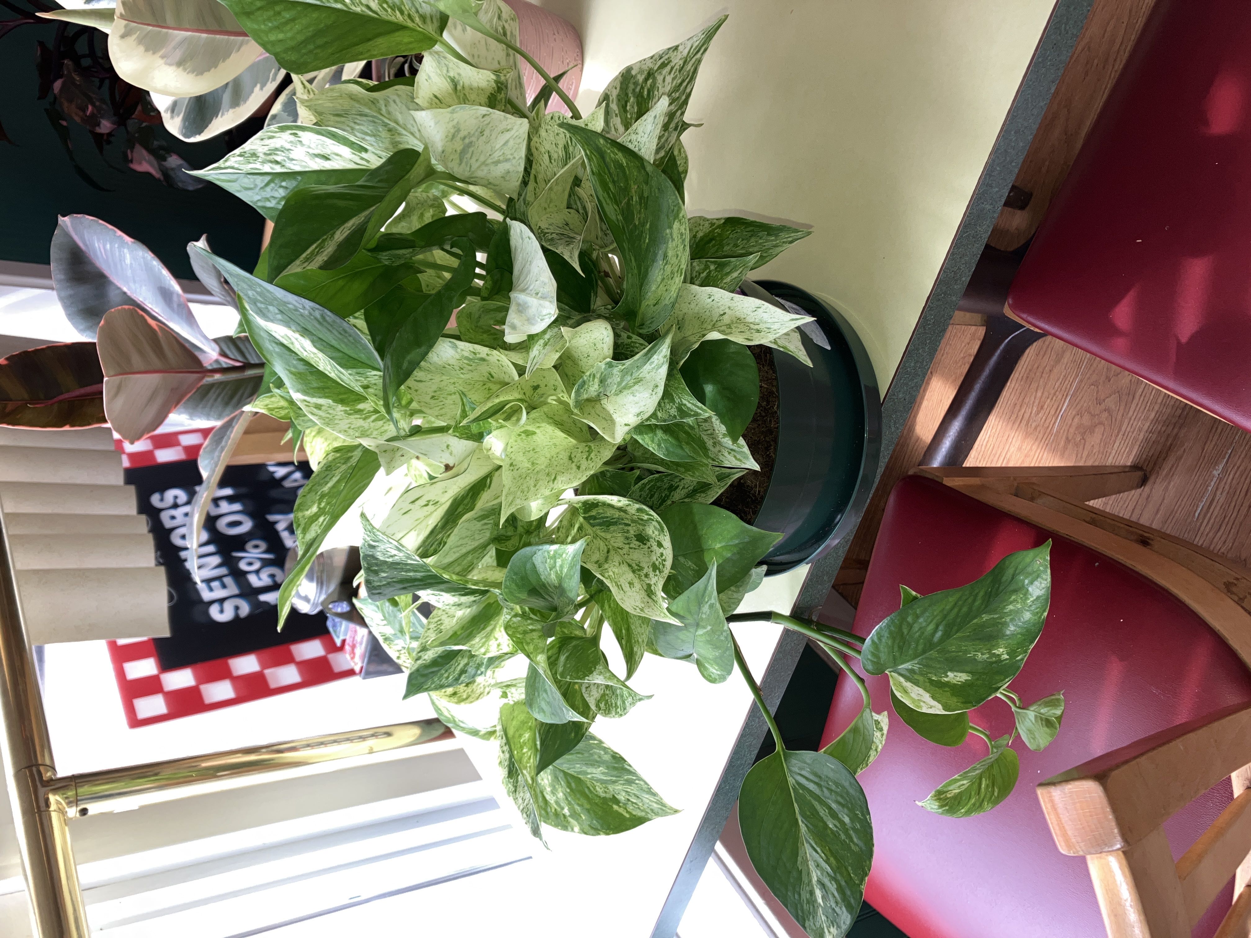 Photo from the post