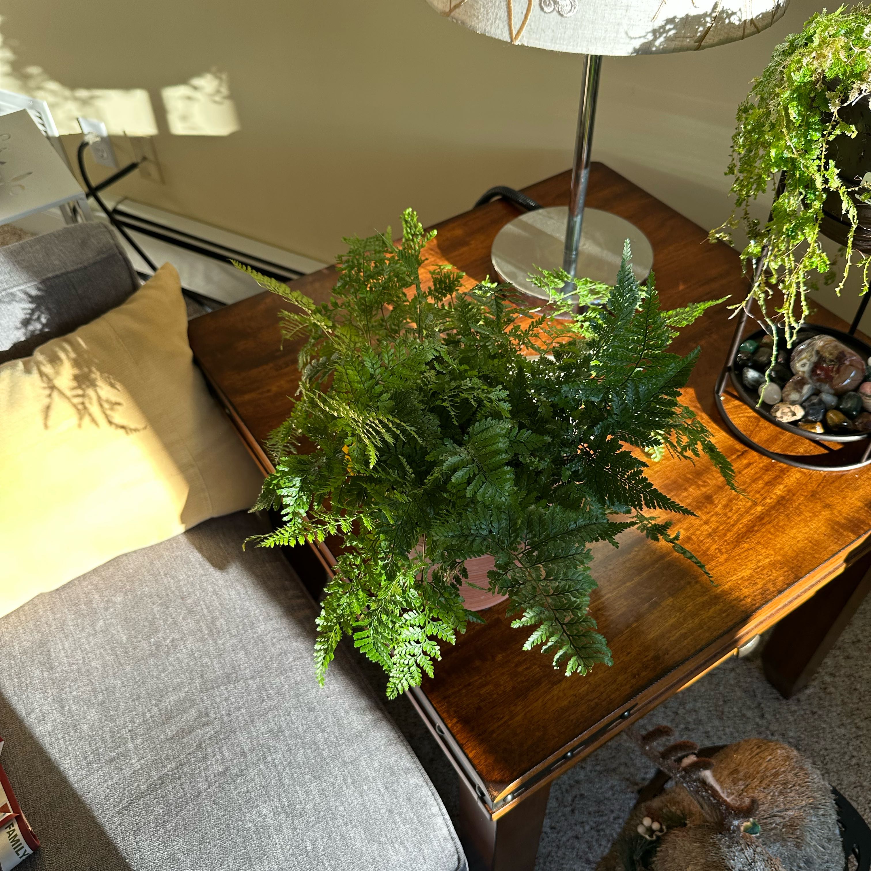 Photo of the plant species Rabbit Foot Fern by @Megongreg named Kobe on Greg, the plant care app