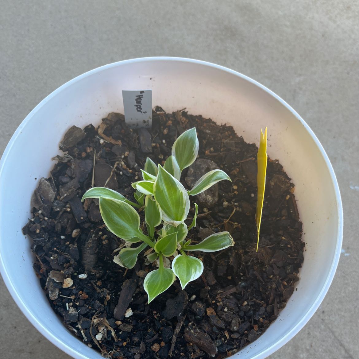 Hosta 'Patriot' plant in a white pot with variegated leaves and a single yellow leaf.