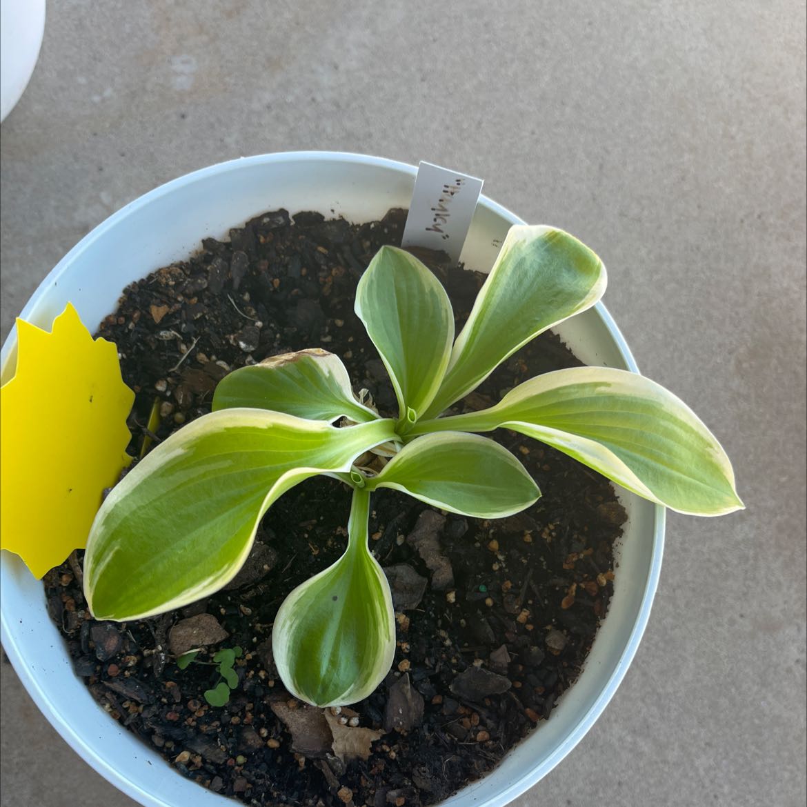 Photo of the plant species Dream Queen Hosta by @EstherA.M named Hayley on Greg, the plant care app