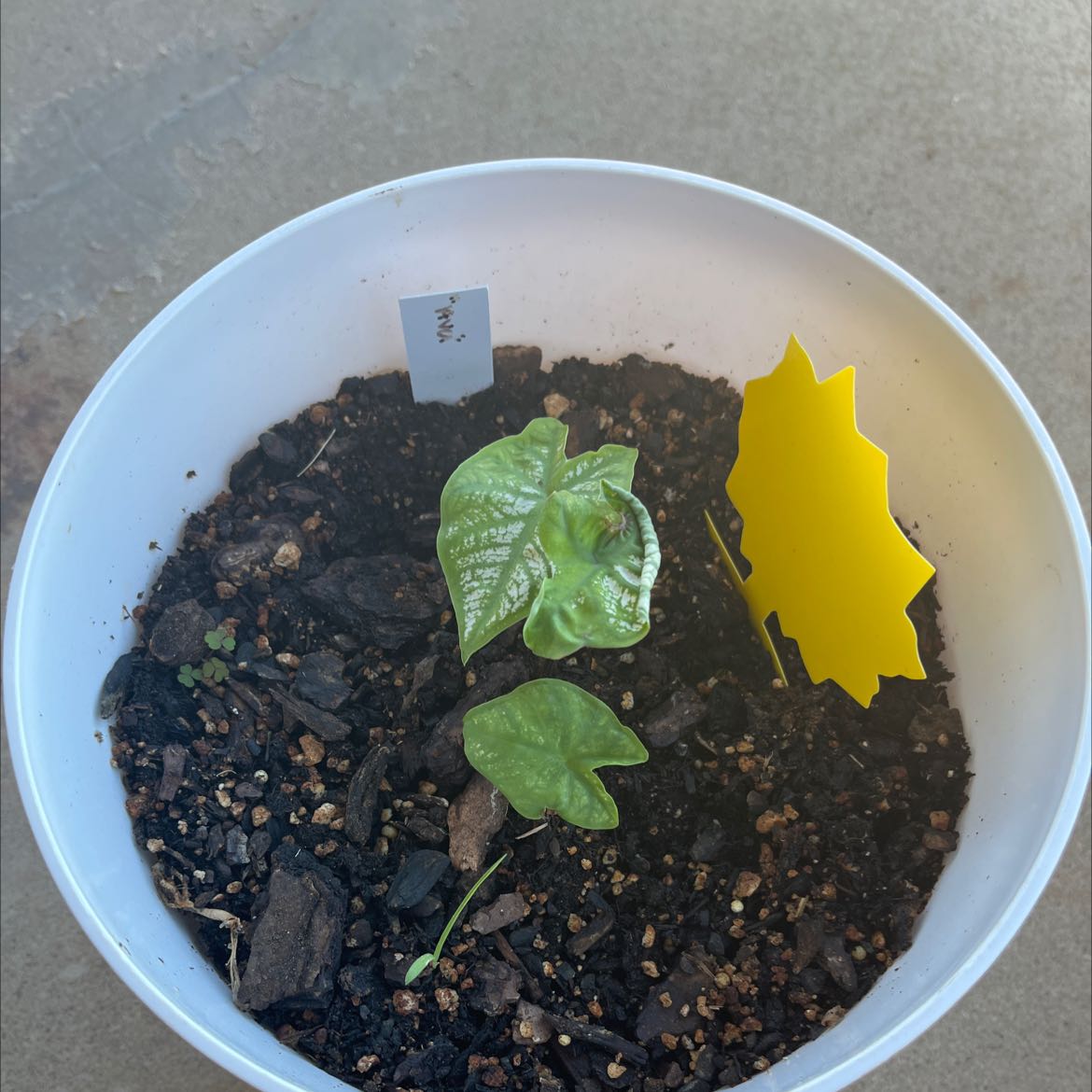 Photo of the plant species Caladium White Wonder by @EstherA.M named Ava on Greg, the plant care app