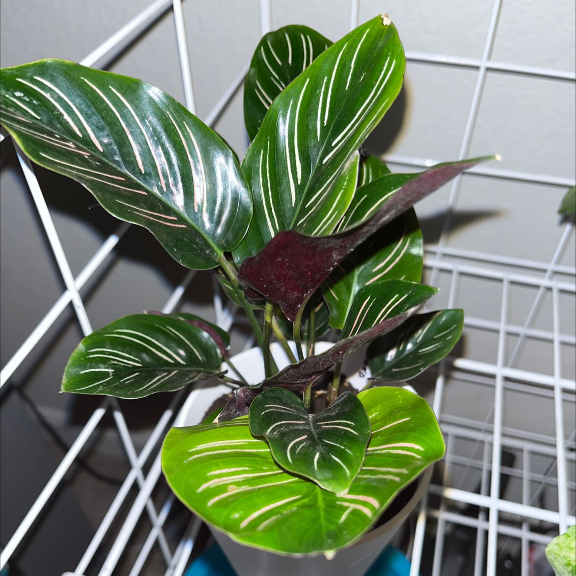 Photo of the plant species Pin-Stripe Calathea by @EstherA.M named Moira on Greg, the plant care app