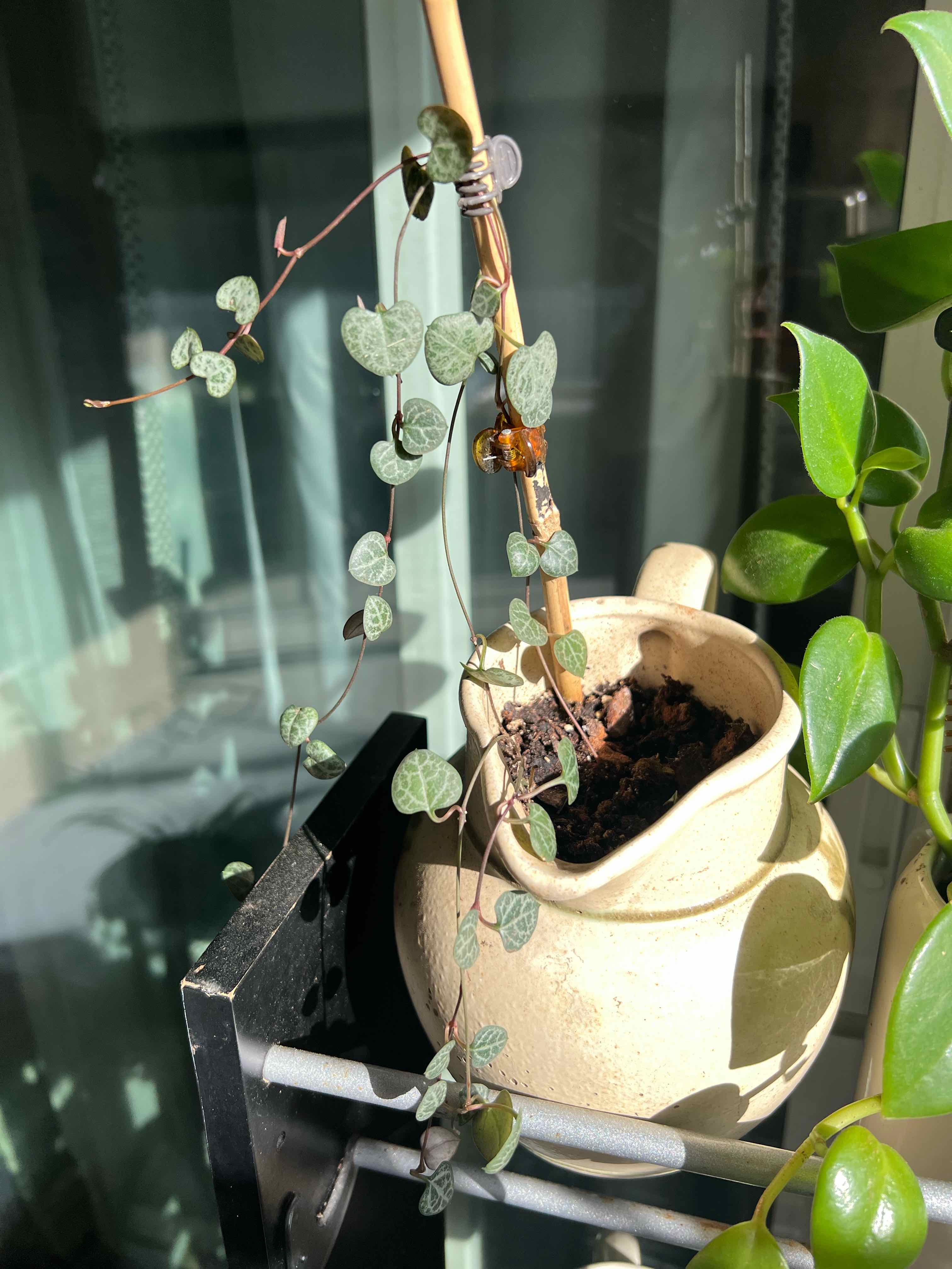 Photo of the plant species String of Hearts by @SayHayGirl24 named Bitti on Greg, the plant care app
