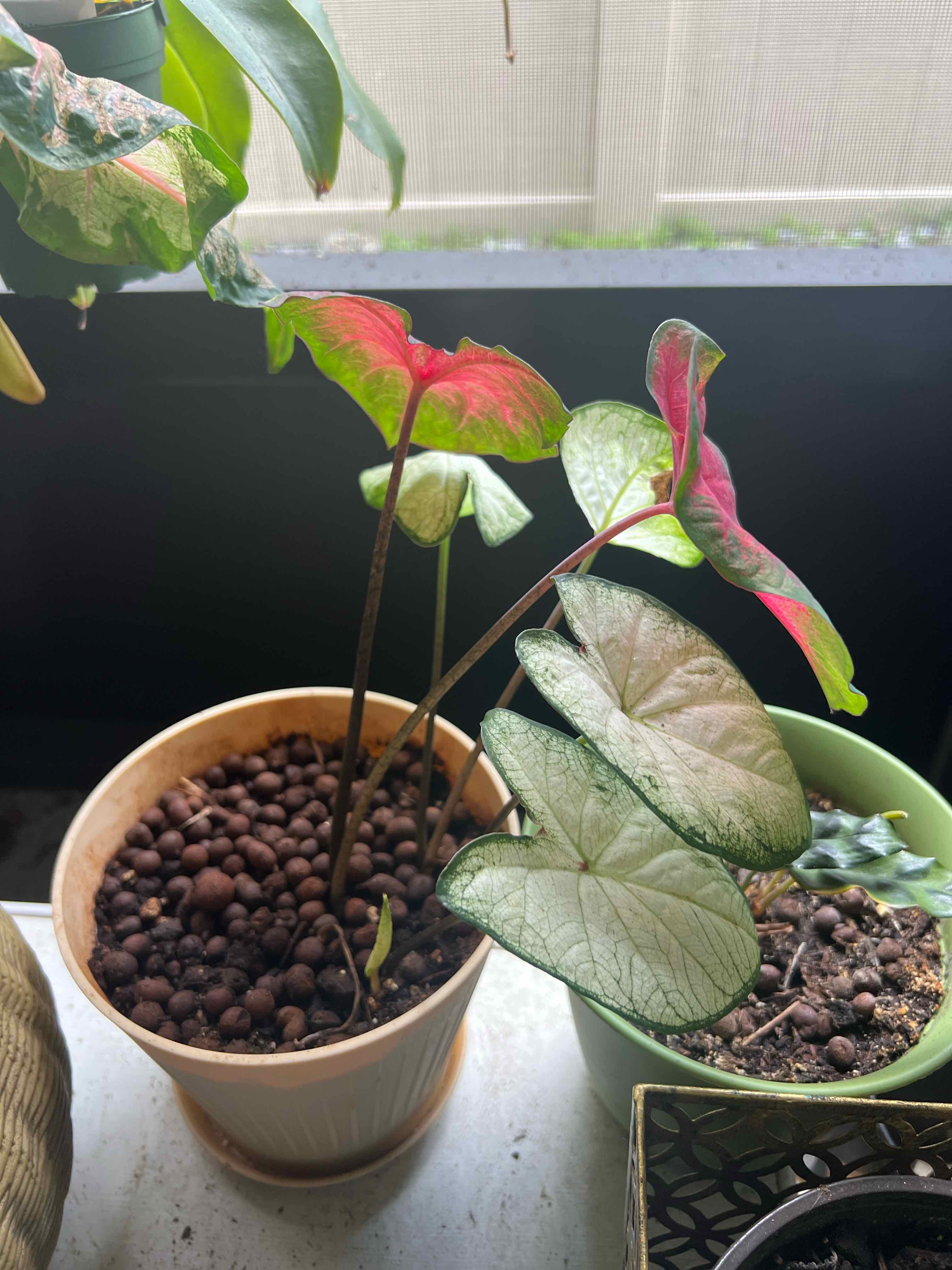 Photo of the plant species Caladium Burning Heart by @SayHayGirl24 named Megan Fox on Greg, the plant care app