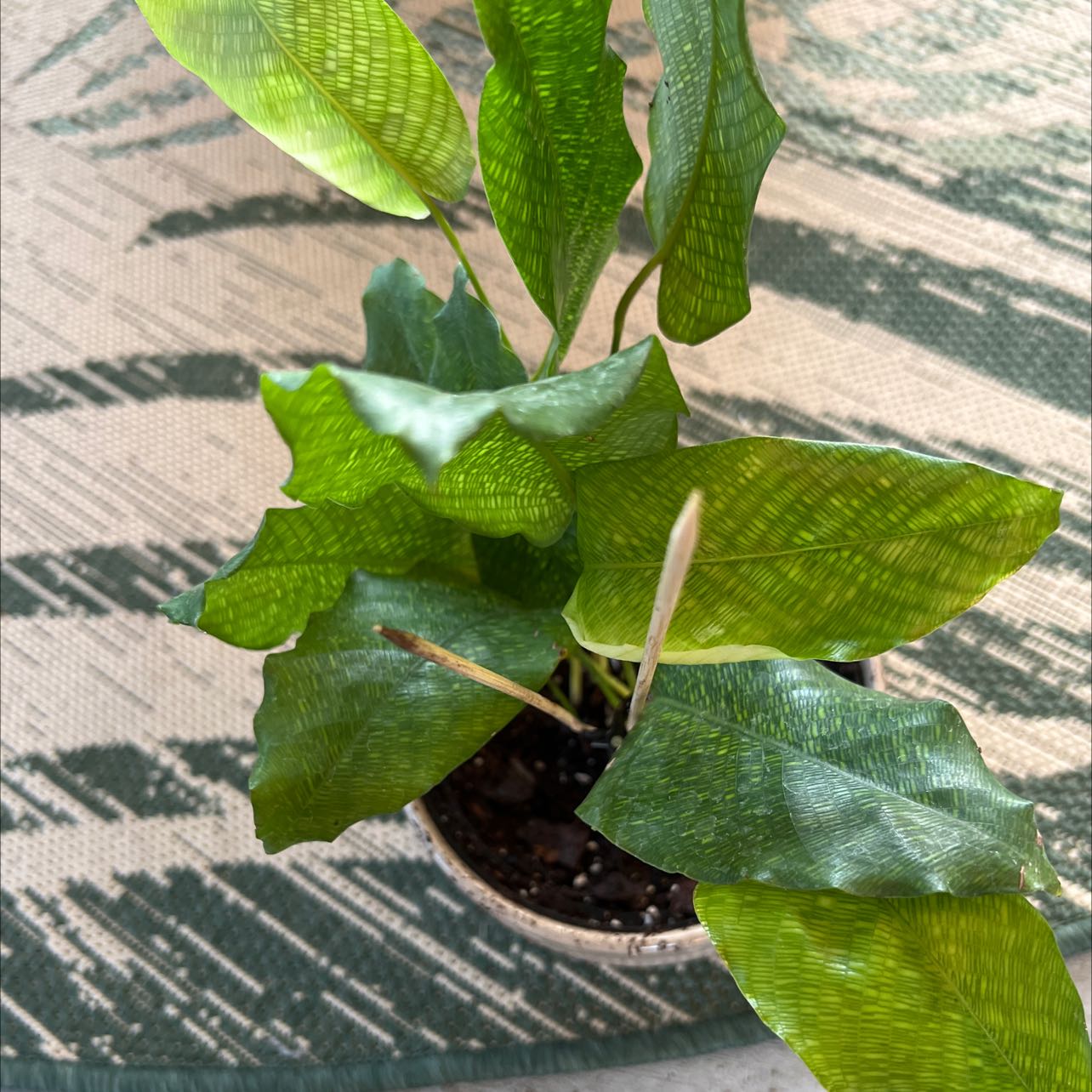 Photo of the plant species Jungle Cat Calathea by @SayHayGirl24 named Persival on Greg, the plant care app