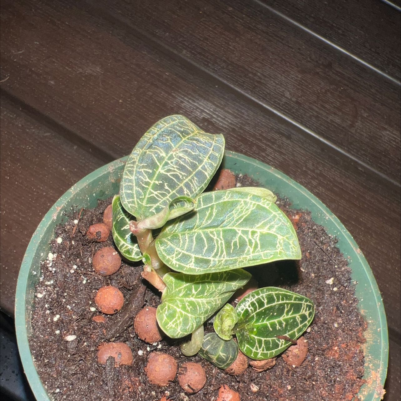 Lightning Bolt Jewel Orchid in a pot with visible soil and clay pebbles.