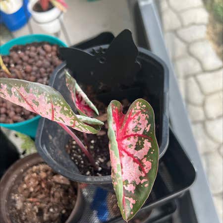 Photo of the plant species Elephant Ear Pink Beauty by Sayhaygirl24 named Gwen on Greg, the plant care app