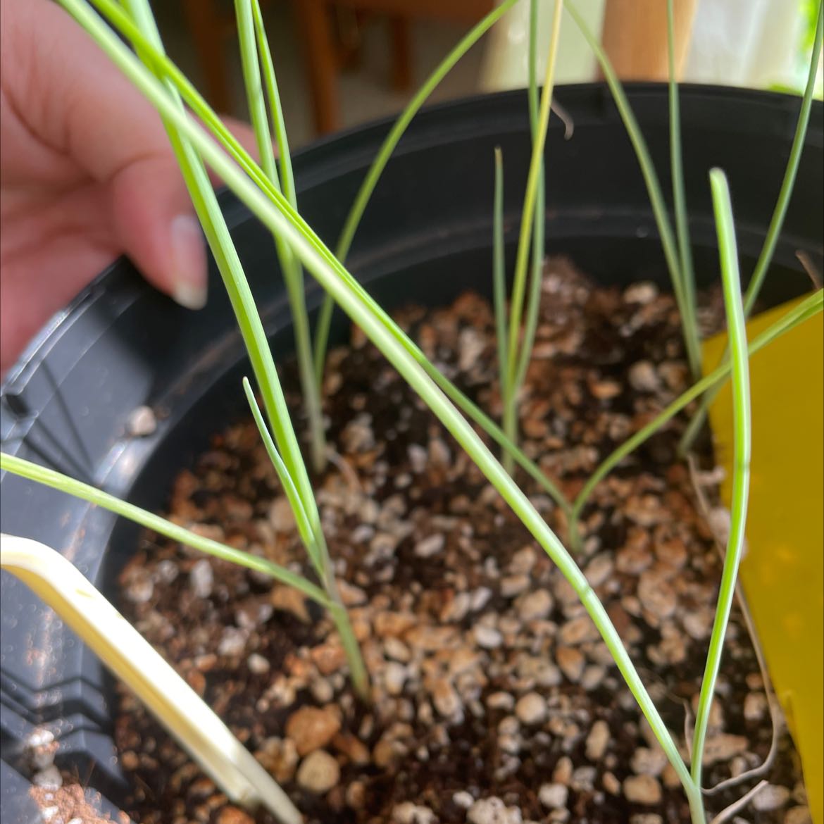 Potted Chinese Chives with long, thin green leaves and visible soil.