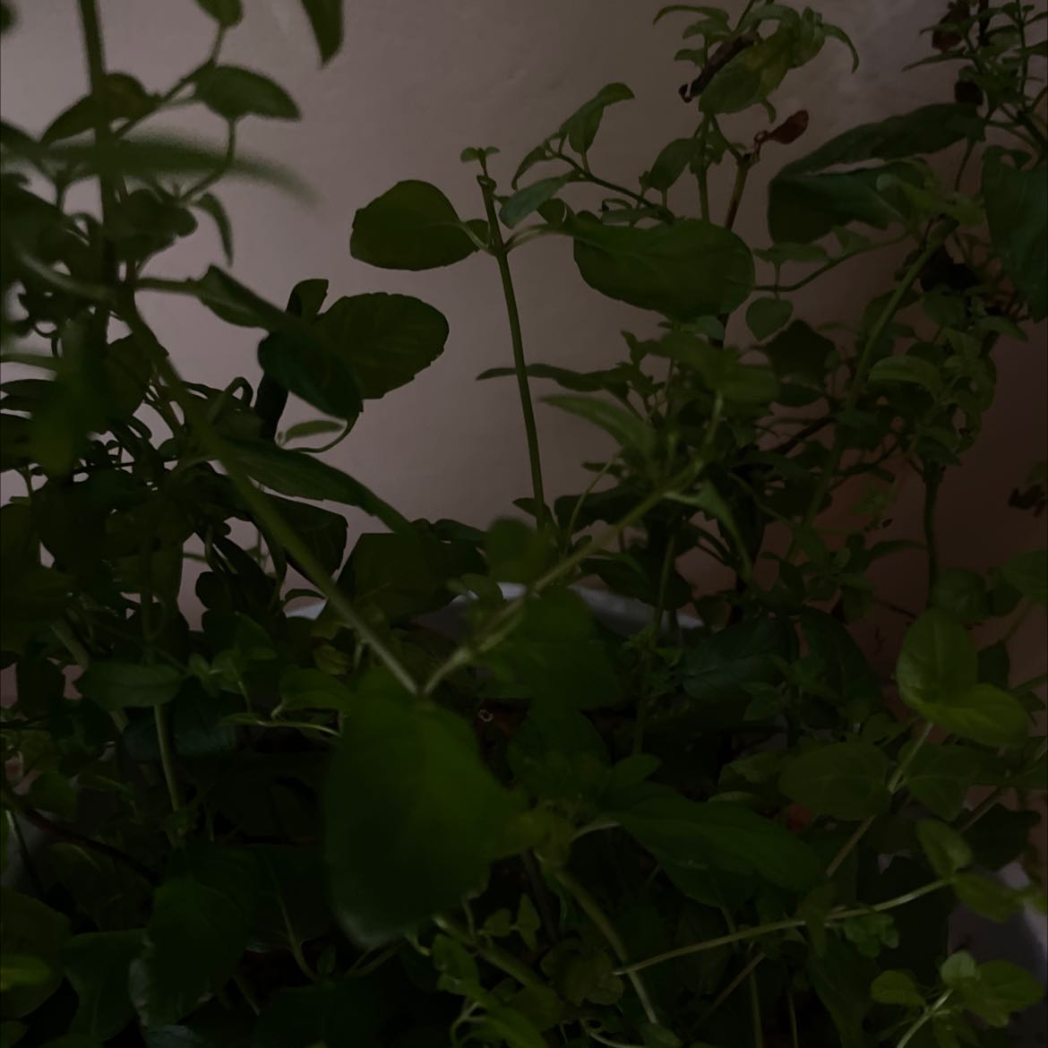 Photo of the plant species Kentucky Colonel Mint by @ThrilledHedera named Your plant on Greg, the plant care app