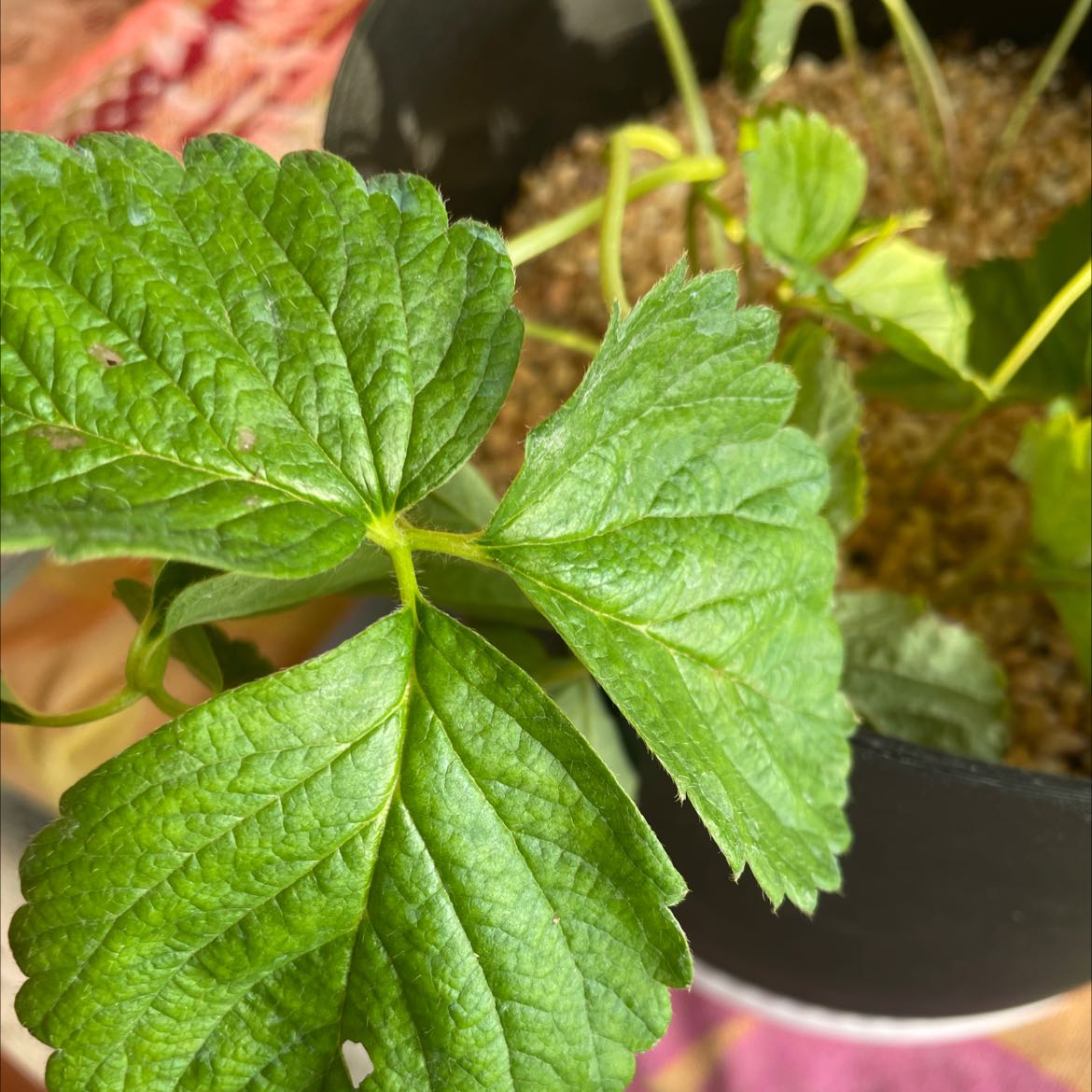 Close-up of a Mock Strawberry plant with green, serrated leaves in a pot.