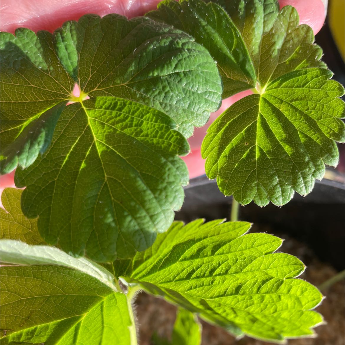 Close-up of a Mock Strawberry plant with healthy green, serrated leaves.