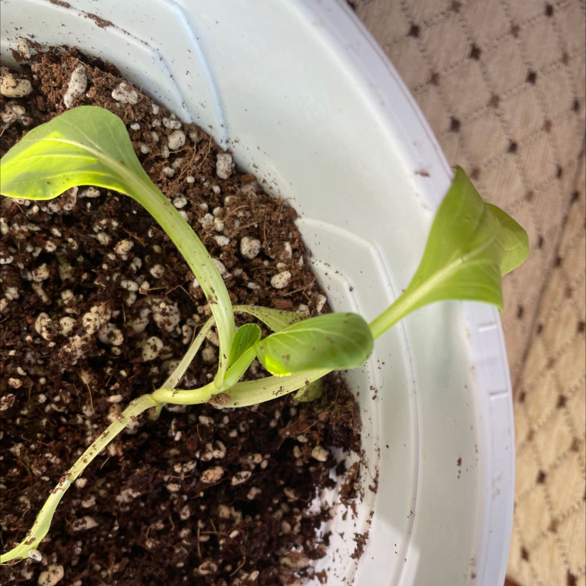 Photo of the plant species Sweet Box by @ThrilledHedera named Your plant on Greg, the plant care app