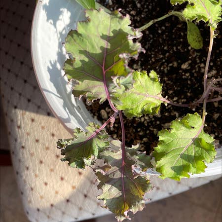 Photo of the plant species Kale by Thrilledhedera named Your plant on Greg, the plant care app