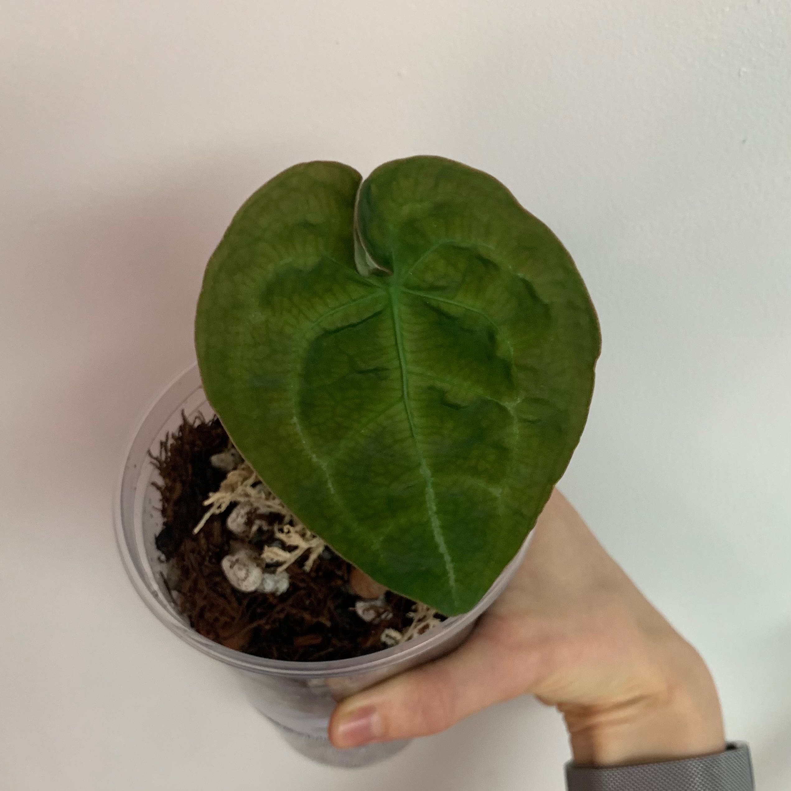 Anthurium forgetii plant in a clear pot held by a hand, with visible soil.