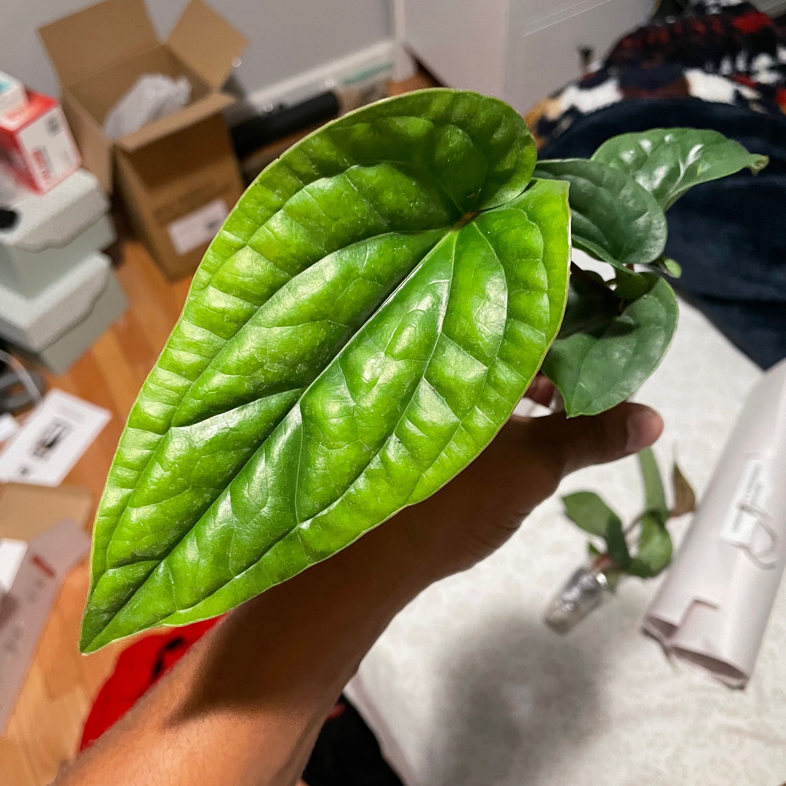 Anthurium Radicans x Luxurians plant with vibrant green leaves held by a hand.