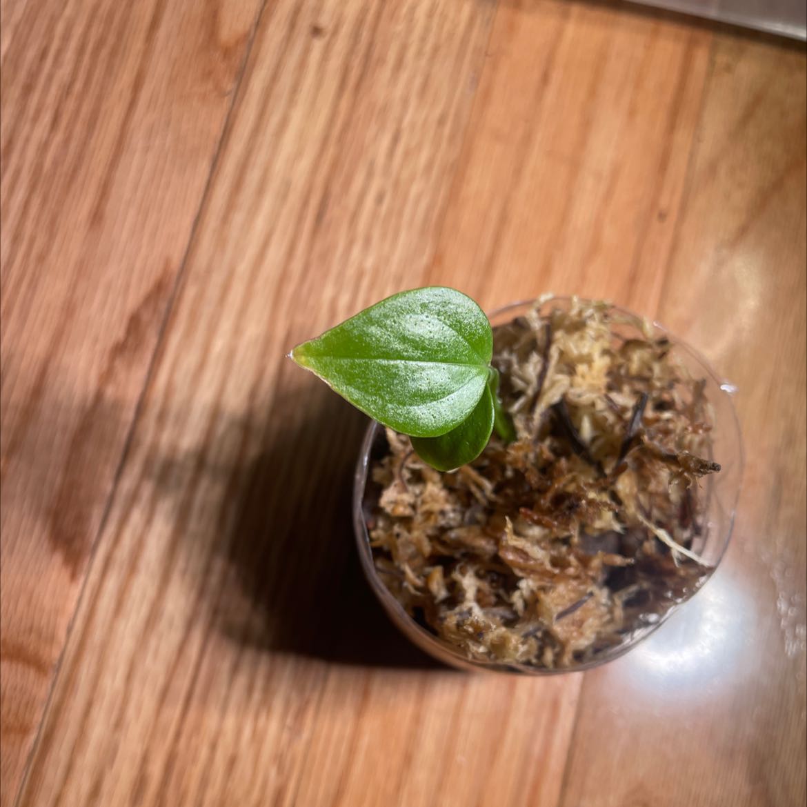 Young Anthurium veitchii plant with a single green leaf in a pot with visible soil.