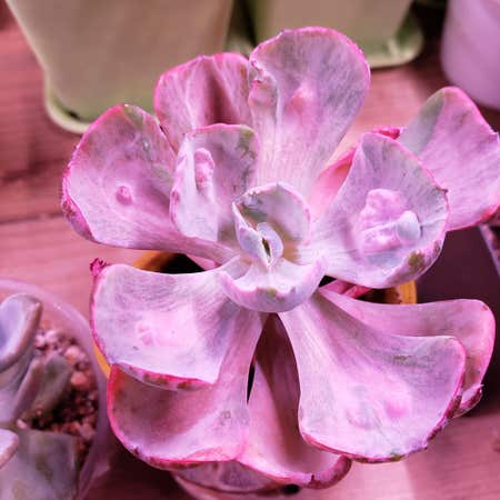Photo of the plant species Beyonce Rainbow Echeveria by @karmynsprops named Queen B on Greg, the plant care app