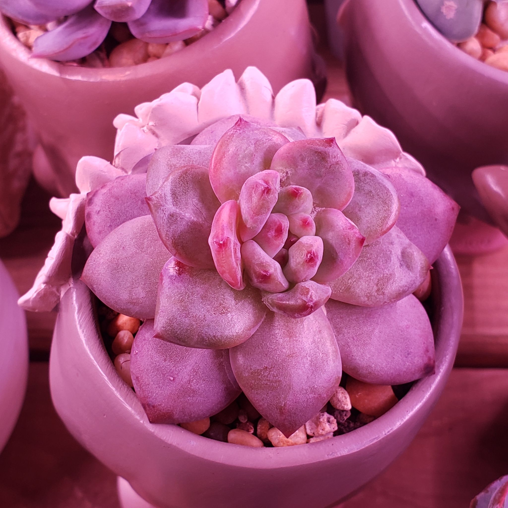 Photo of the plant species Champagne Echeveria by @karmynsprops named Echeveria Ariel (Champagne×Laui) on Greg, the plant care app