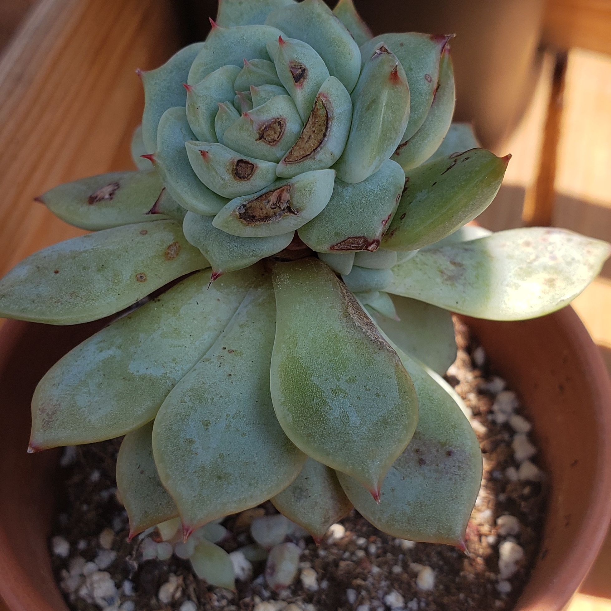 Baby Tippy