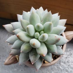 Pachyveria Little Jewel plant