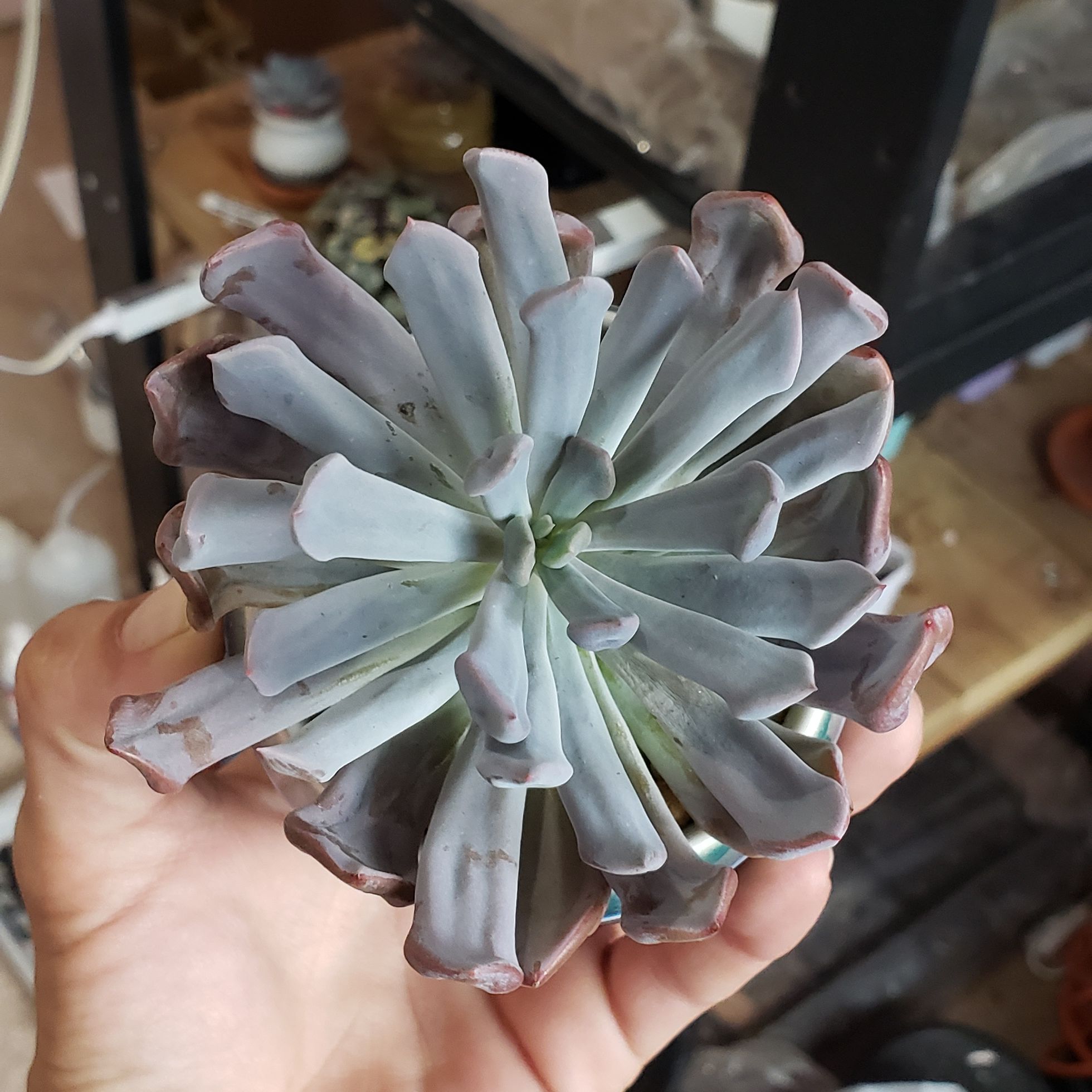 Photo of the plant species Graptoveria 'Topsy Debbi' by @karmynsprops named Cupid on Greg, the plant care app