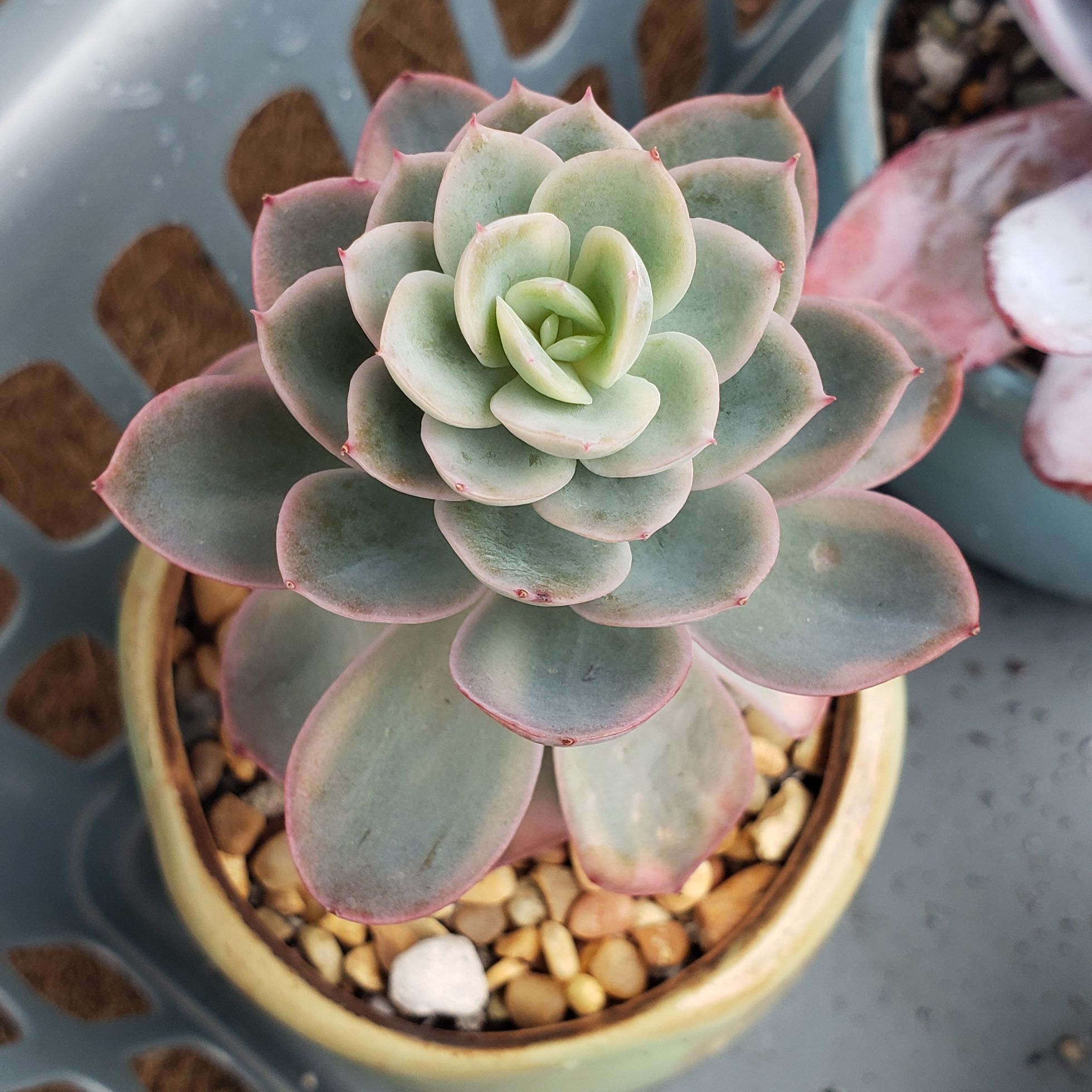 Photo of the plant species Pink Vera Echeveria by @karmynsprops named Vera Wang 💅 on Greg, the plant care app