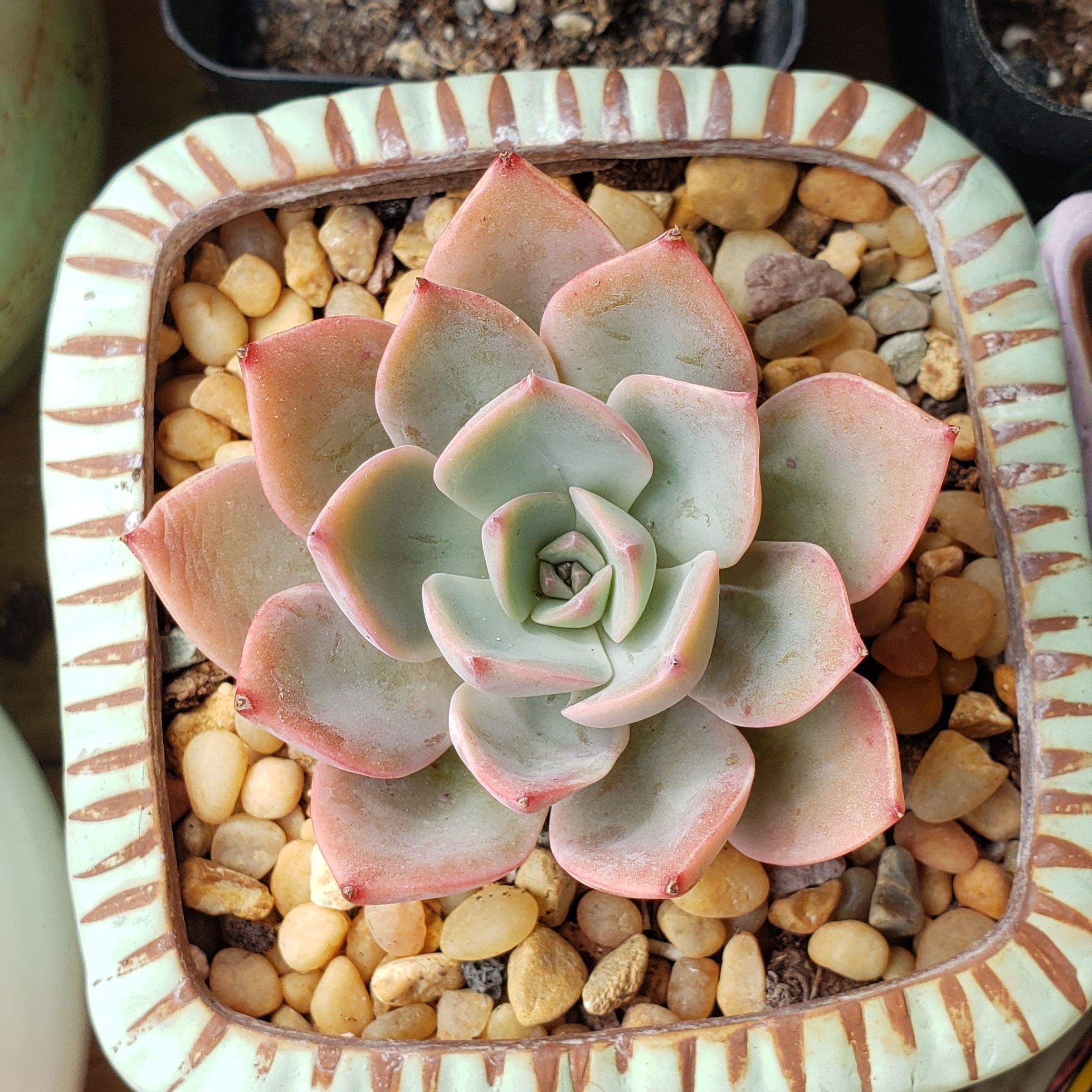 Photo of the plant species Echeveria agavoides 'Tinkerbell' by @karmynsprops named Tinkerbell 🧚‍♀️ on Greg, the plant care app
