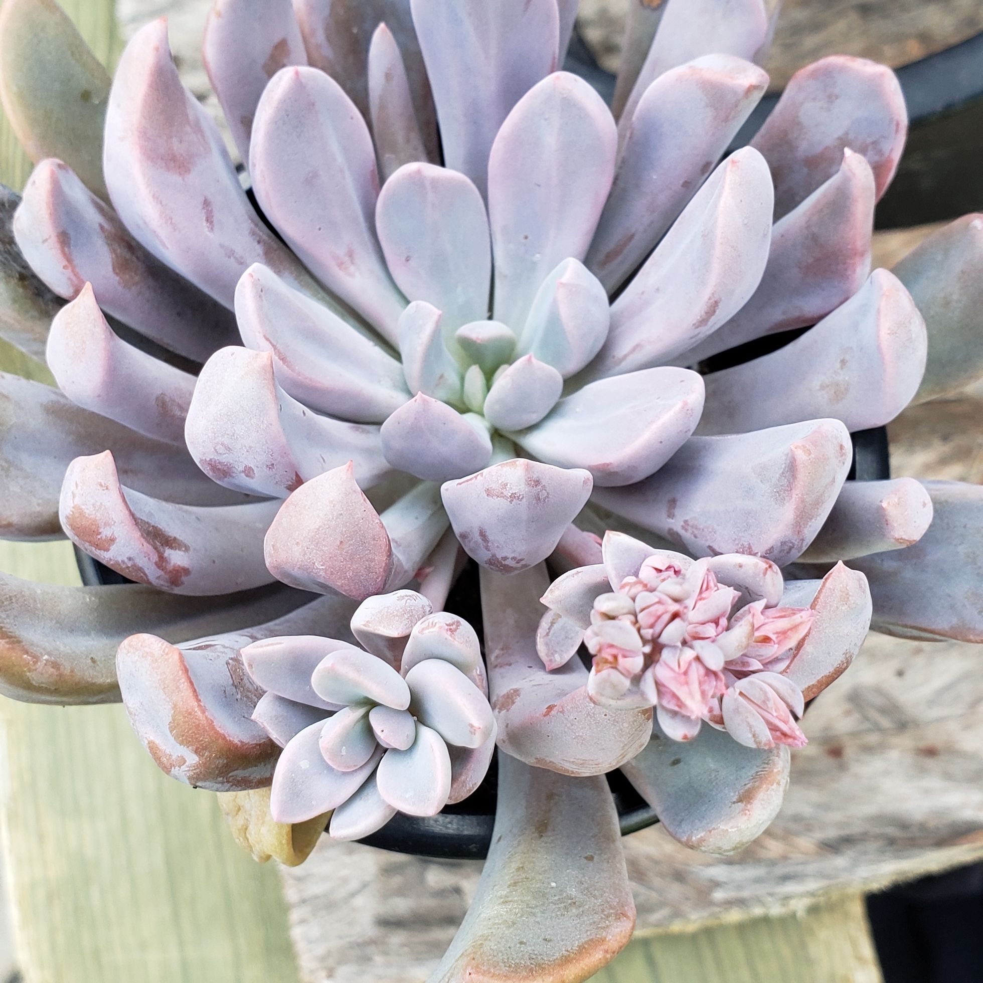 Photo of the plant species Graptoveria 'Topsy Debbi' by @karmynsprops named Cupilina & Baby (Cupid2) on Greg, the plant care app