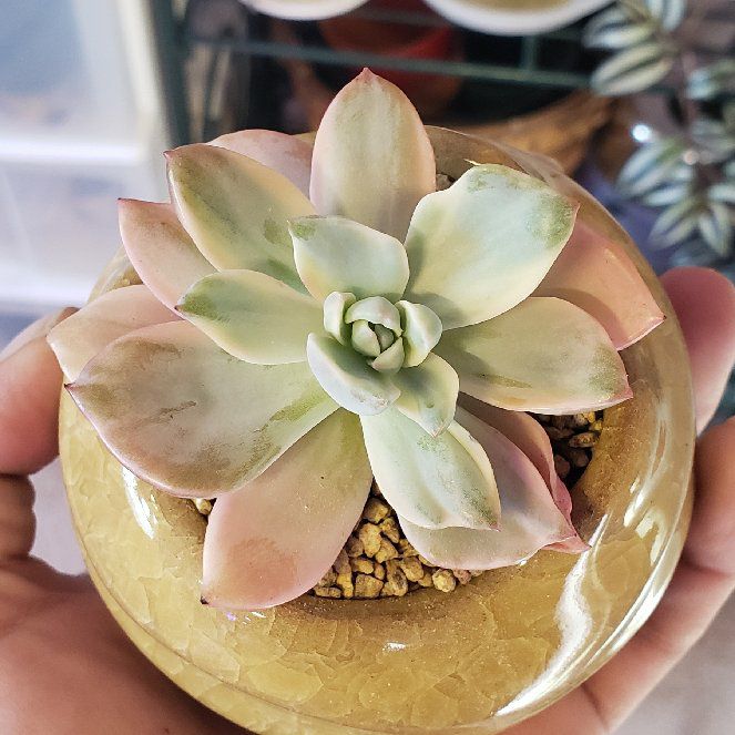 Photo of the plant species Graptoveria 'Mrs Richards' Variegated by @karmynsprops named Mrs.Richards on Greg, the plant care app