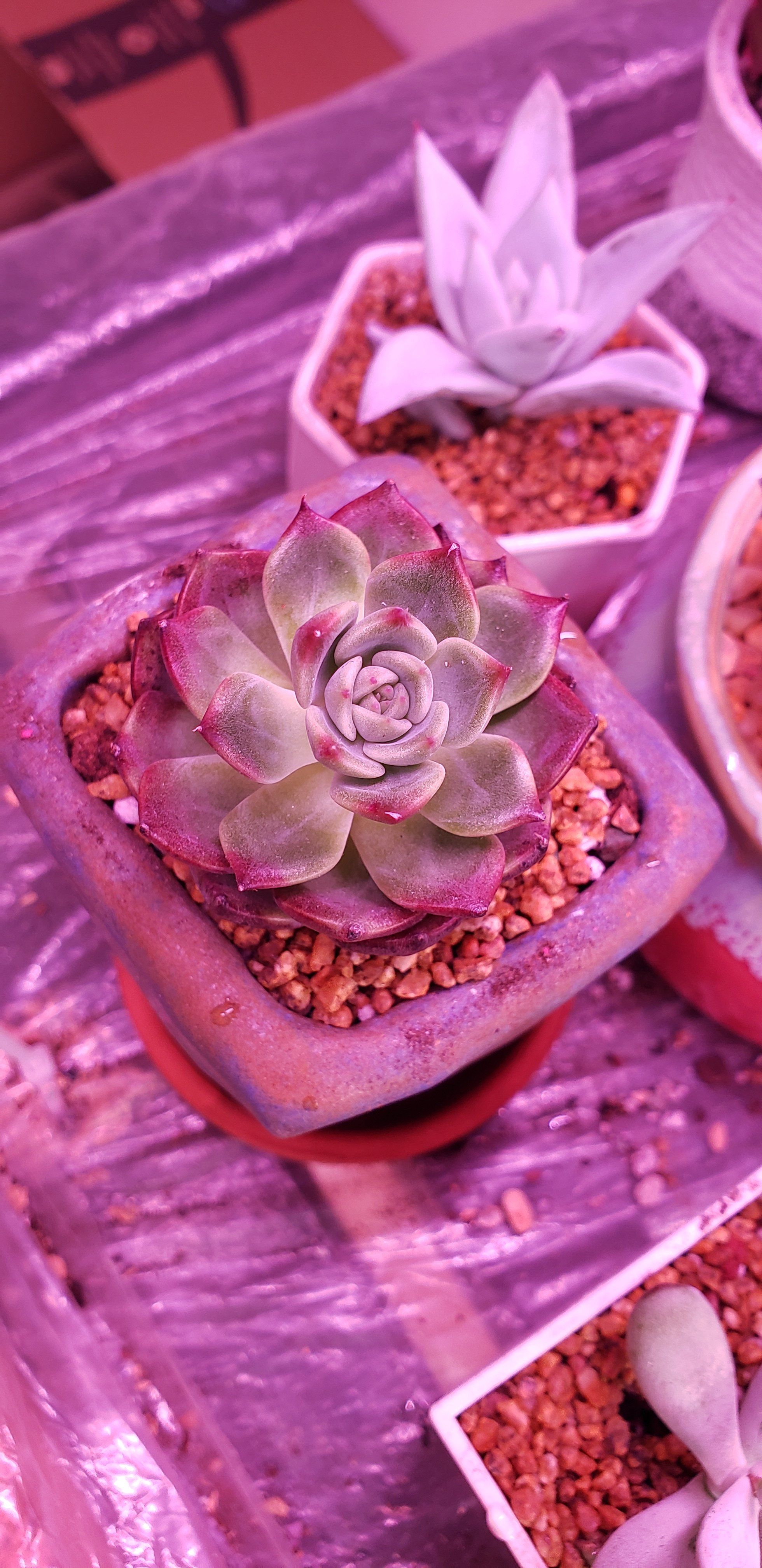 Photo of the plant species Echeveria 'Dream Queen' by @karmynsprops named E. Black Queen on Greg, the plant care app