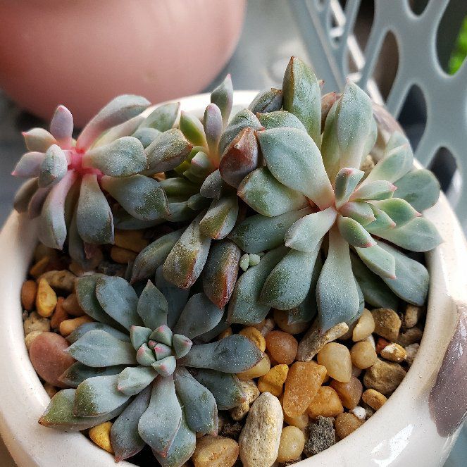 Photo of the plant species Ech.'Subcorymbosa Lau' by @karmynsprops named 030 Cluster on Greg, the plant care app
