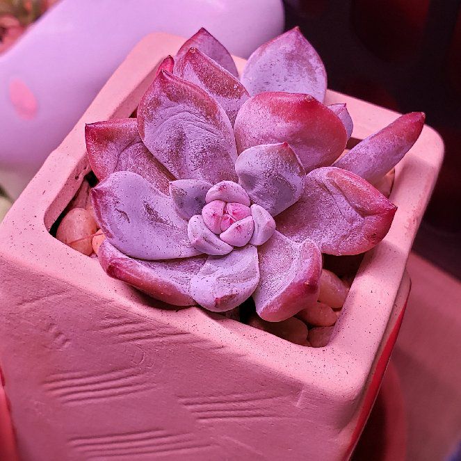 Photo of the plant species Echeveria 'Monroe' by @karmynsprops named Marilyn 💕 on Greg, the plant care app